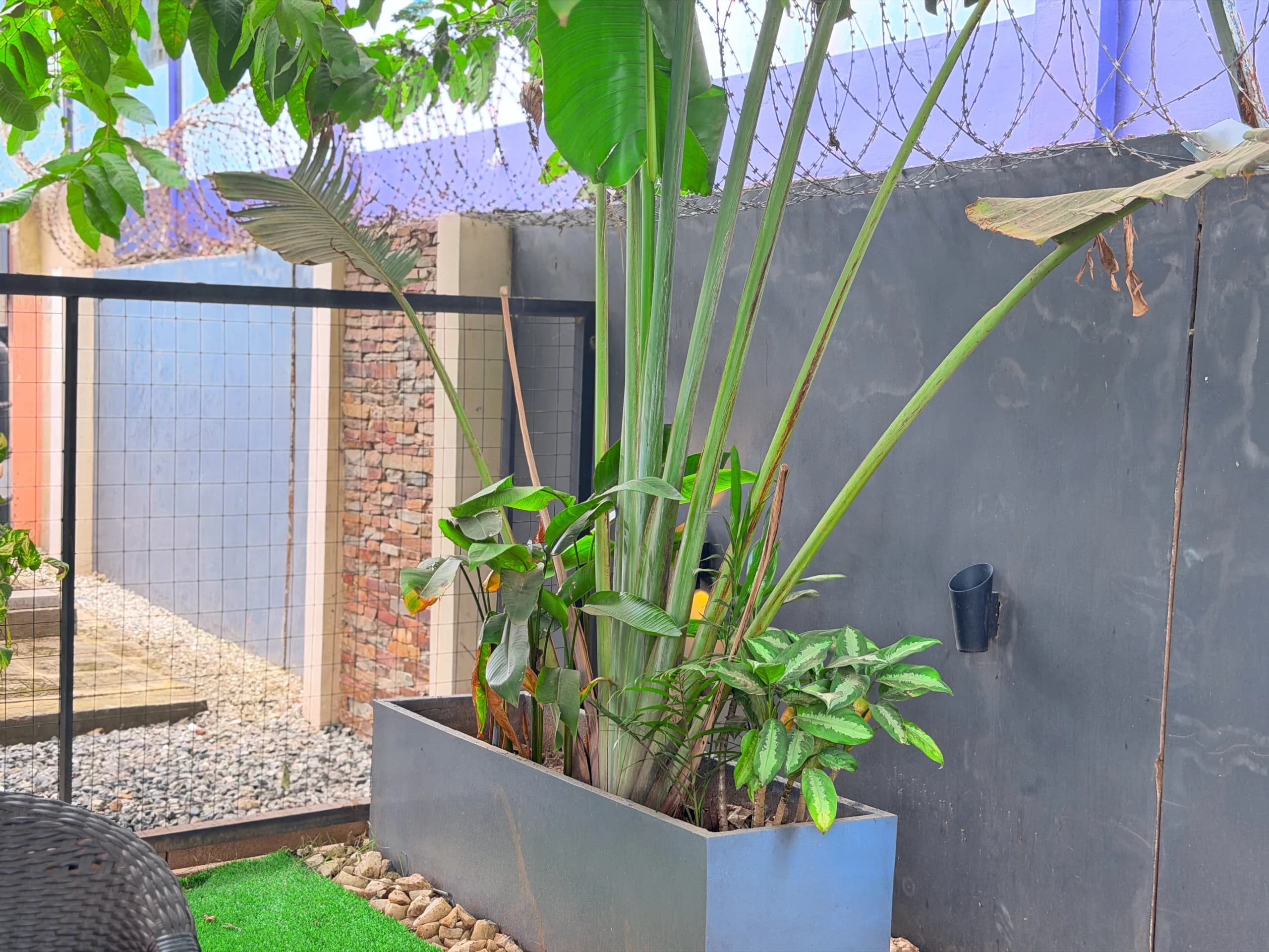 Planting beside the gate